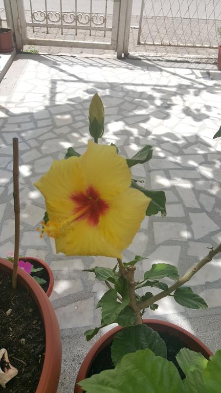 Hibiscus Guest House Budva Eksteriør bilde